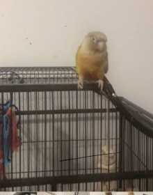 Lost Conure