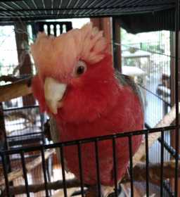 Lost Galah Cockatoo