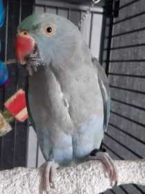 Lost Indian Ringneck Parakeet