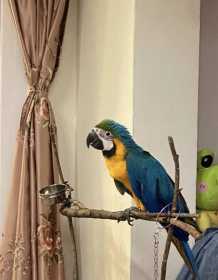 Lost Macaw