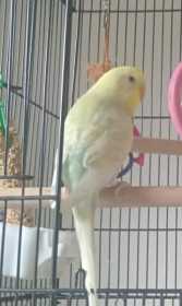 Lost Budgerigar