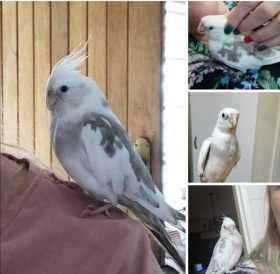 Lost Cockatiel