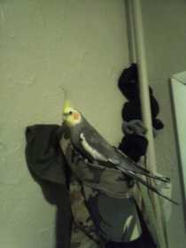 Lost Cockatiel