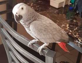 Lost African Grey