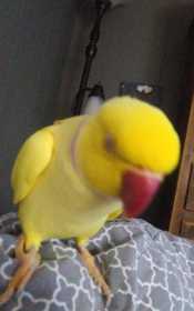 Lost Indian Ringneck Parakeet