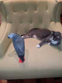 Lost African Grey