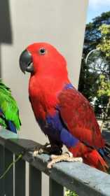 Lost Eclectus