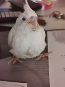 Lost Cockatiel