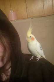 Lost Cockatiel