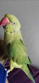 Lost Indian Ringneck Parakeet