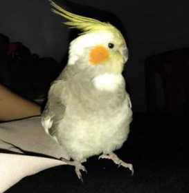 Lost Cockatiel