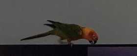 Lost Conure