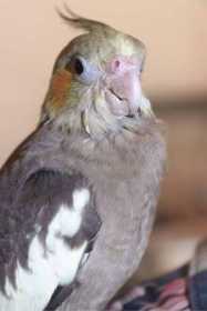 Lost Cockatiel