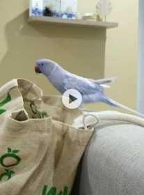 Lost Indian Ringneck Parakeet