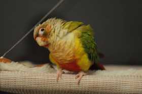 Lost Conure