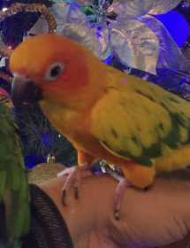 Lost Conure