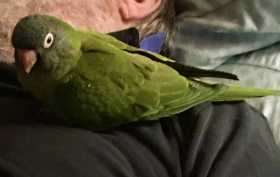 Lost Conure