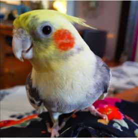 Lost Cockatiel