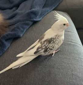 Lost Cockatiel