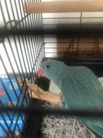 Lost Indian Ringneck Parakeet
