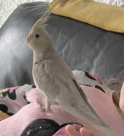 Lost Cockatiel