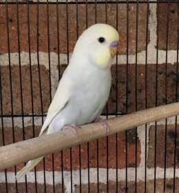 Lost Budgerigar