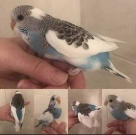 Lost Budgerigar