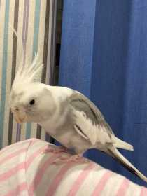 Lost Cockatiel