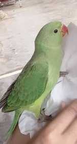 Lost Indian Ringneck Parakeet