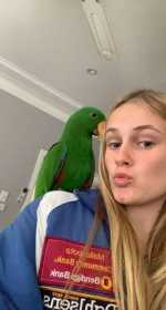 Lost Eclectus