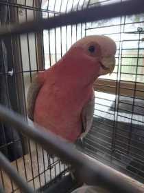 Lost Galah Cockatoo