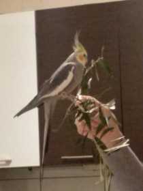 Lost Cockatiel