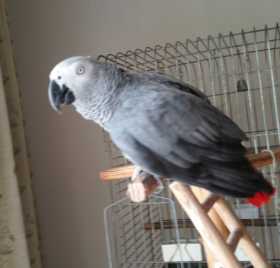 Lost African Grey
