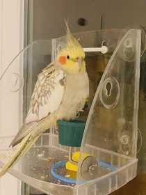 Lost Cockatiel