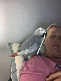 Lost African Grey