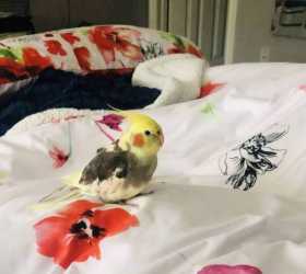 Lost Cockatiel