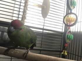 Lost Kakariki