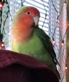 Lost Lovebird