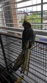 Lost Cockatiel