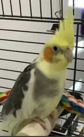 Lost Cockatiel