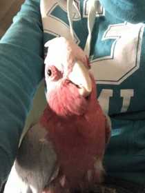 Lost Galah Cockatoo