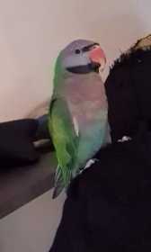 Lost Mustached / Moustached Parakeet