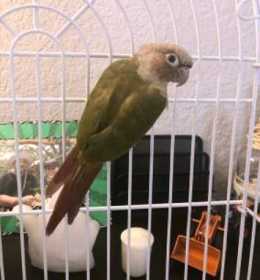 Lost Conure