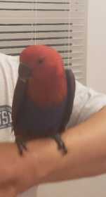 Lost Eclectus