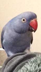 Lost Indian Ringneck Parakeet