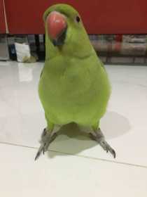 Lost Indian Ringneck Parakeet