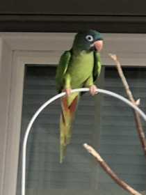 Lost Conure