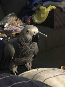 Lost African Grey