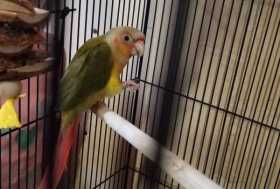 Lost Conure