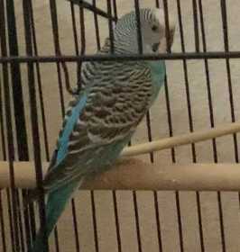 Lost Parakeet